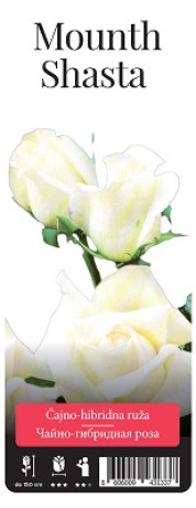 Розы саженцы чайно-гибр Mounth Shasta