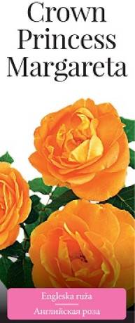 Розы саженцы английская Crown Princess Margareta