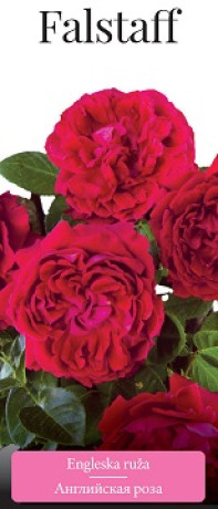 Розы саженцы английская Falstaff