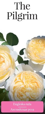 Розы саженцы английская The Pilgrim