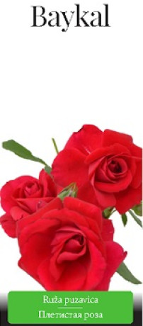 Розы саженцы плетистая Baykal