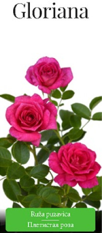 Розы саженцы плетистая Gloriana