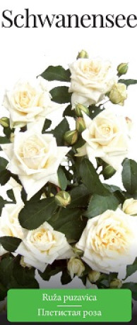 Розы саженцы плетистая Schwanensee