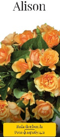 Розы саженцы флорибунда Alison