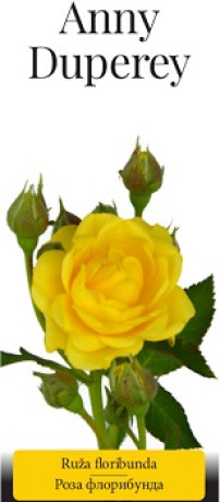 Розы саженцы флорибунда Anny Duperey