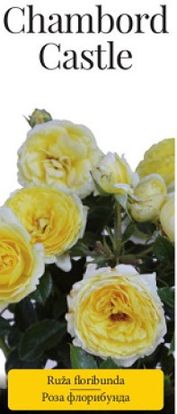 Розы саженцы флорибунда Chambord Castle