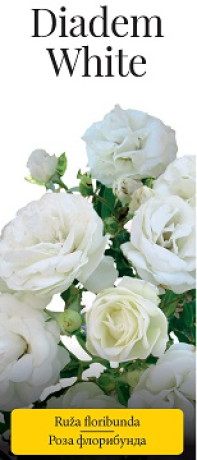 Розы саженцы флорибунда Diadem White
