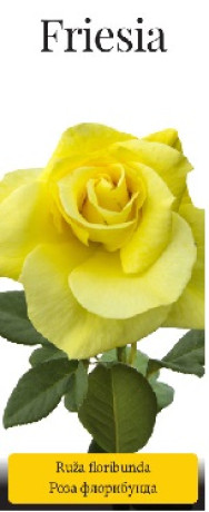 Розы саженцы флорибунда Friesia