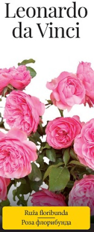 Розы саженцы флорибунда Leonardo da Vinci