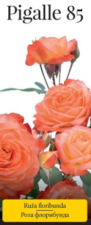 Розы саженцы флорибунда Pigalle 85