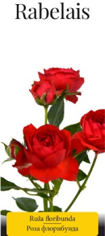Розы саженцы флорибунда Rabelais