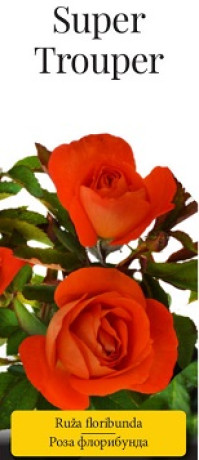 Розы саженцы флорибунда Super Trouper