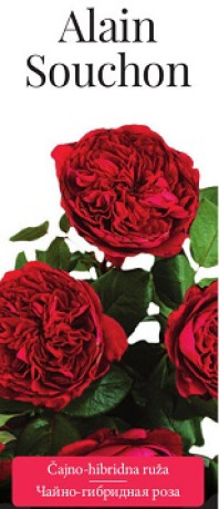 Розы саженцы чайно-гибр Alain Souchon