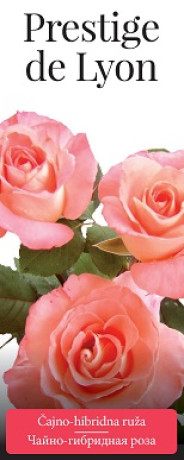 Розы саженцы чайно-гибр Prestige de Lyon