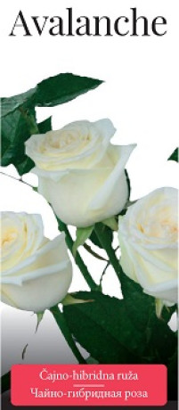 Розы саженцы чайно-гибр Avalanche