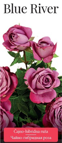 Розы саженцы чайно-гибр Blue River