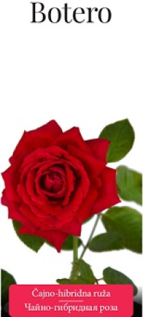 Розы саженцы чайно-гибр Botero