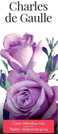 Розы саженцы чайно-гибр Charles de Gaulle