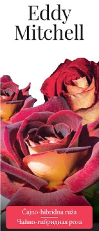 Розы саженцы чайно-гибр Eddy Mitchell