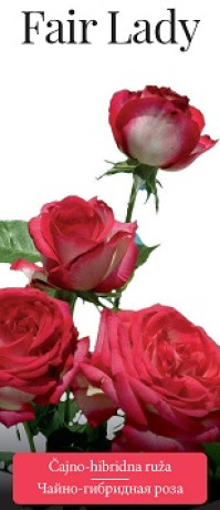Розы саженцы чайно-гибр Fair Lady