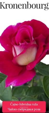 Розы саженцы чайно-гибр Kronenbourg