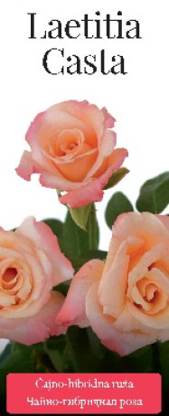 Розы саженцы чайно-гибр Laetitia Casta