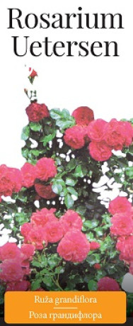 Розы саженцы грандифлора Rosarium Uetersen