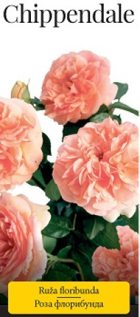Розы саженцы флорибунда Chippendale