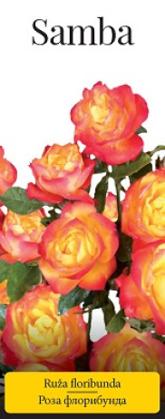 Розы саженцы флорибунда Samba