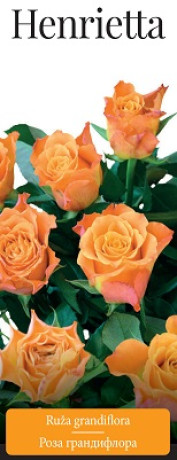 Розы саженцы грандифлора Henrietta