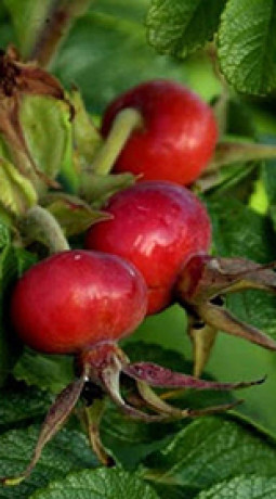 Саженцы Шиповник Морщинистый С1 (НС)