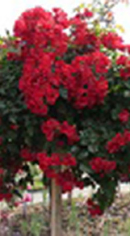 Розы саженцы на штамбе Red Swany