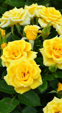Розы саженцы на штамбе Flower Power Gold