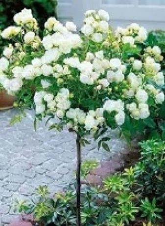 Розы саженцы на штамбе Nina Poulsen