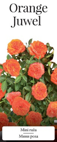 Розы саженцы миниатюрная Orange Juwel