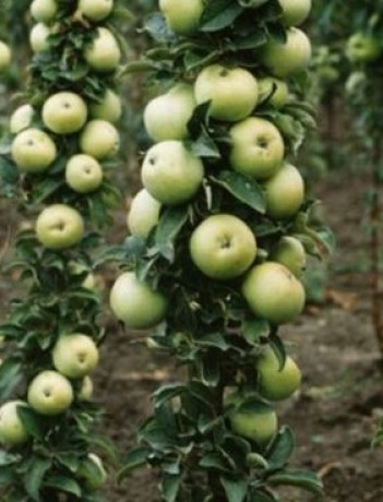 Саженец яблони колоновидной Президент в контейнере (СП)