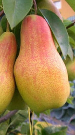 Саженец груши Талгарская красавица в контейнере (СП)