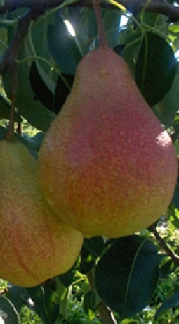 Саженец груши Просто Мария, ОКС (НС)