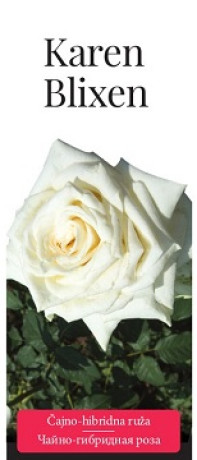 Розы саженцы чайно-гибр Karen Blixen