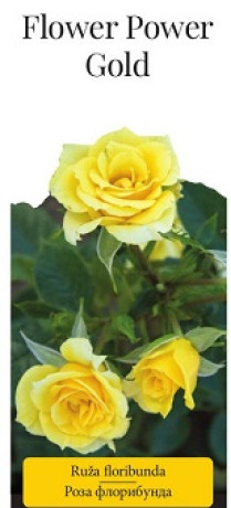 Розы саженцы флорибунда Flower Power Gold