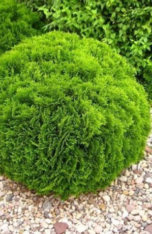 Саженцы Туя западная Danica С2.5 20-30см