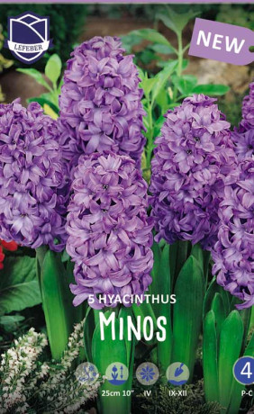 Гиацинты Minos (Lefeber)