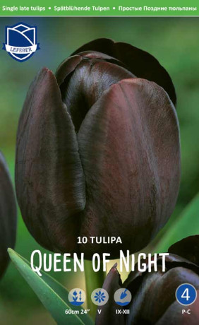 Тюльпаны Queen of Night (Lefeber)