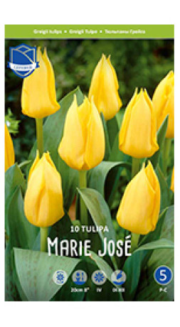 Тюльпаны Marie Jose (Lefeber)