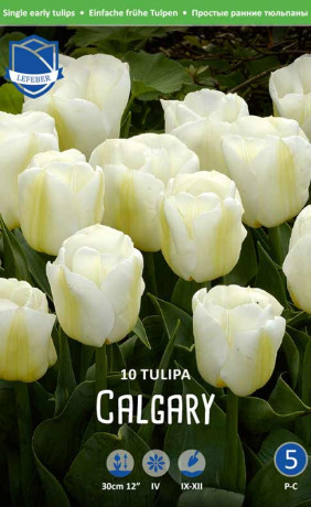 Тюльпаны Calgary (Lefeber)