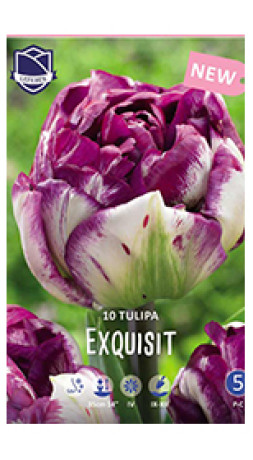Тюльпаны Exquisit (Lefeber)