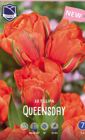Тюльпаны Queensday (Квинсдей) (Lefeber)