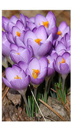 Крокусы tommasinianus Barr's Purple (Lefeber)