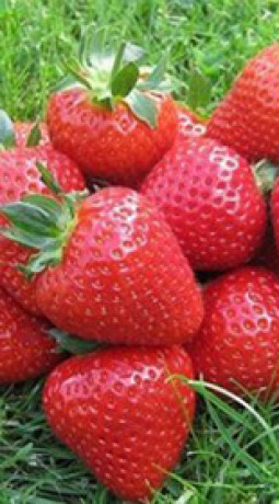 Рассада земляники садовой Элиане в конт. Р9 (Клубника) (НС)