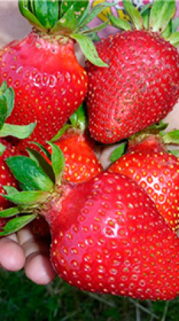 Рассада земляники садовой Азия в конт. Р9 (Клубника) (НС)